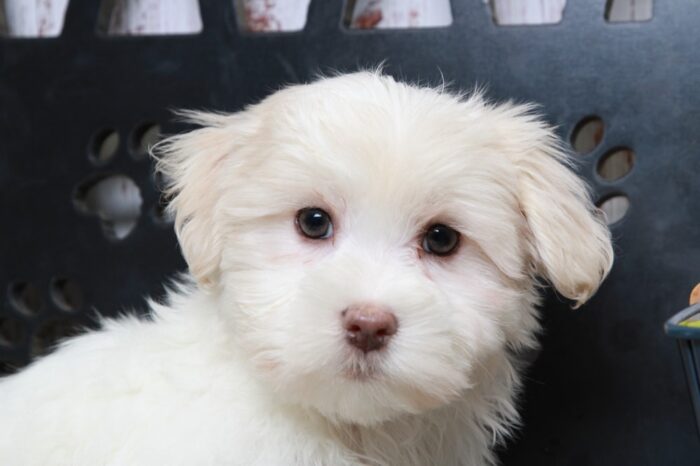 Otis - Enticing White Male Maltese Puppy - Image 5