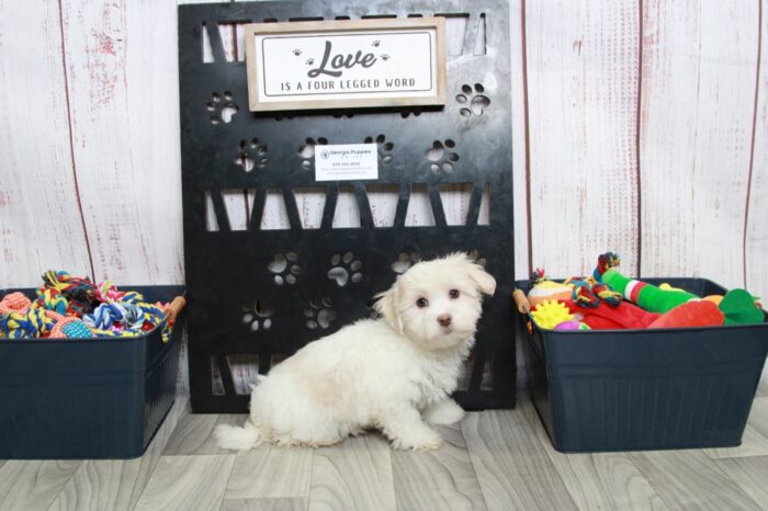 Otis - Enticing White Male Maltese Puppy - Image 4