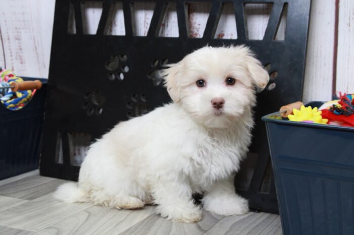 Otis - Enticing White Male Maltese Puppy