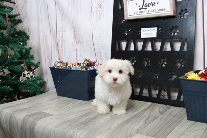 Otis - Enticing White Male Maltese Puppy - Image 3