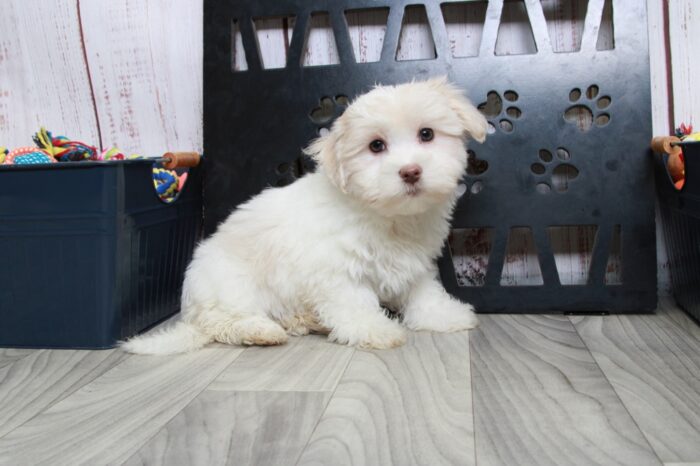 Otis - Enticing White Male Maltese Puppy - Image 2