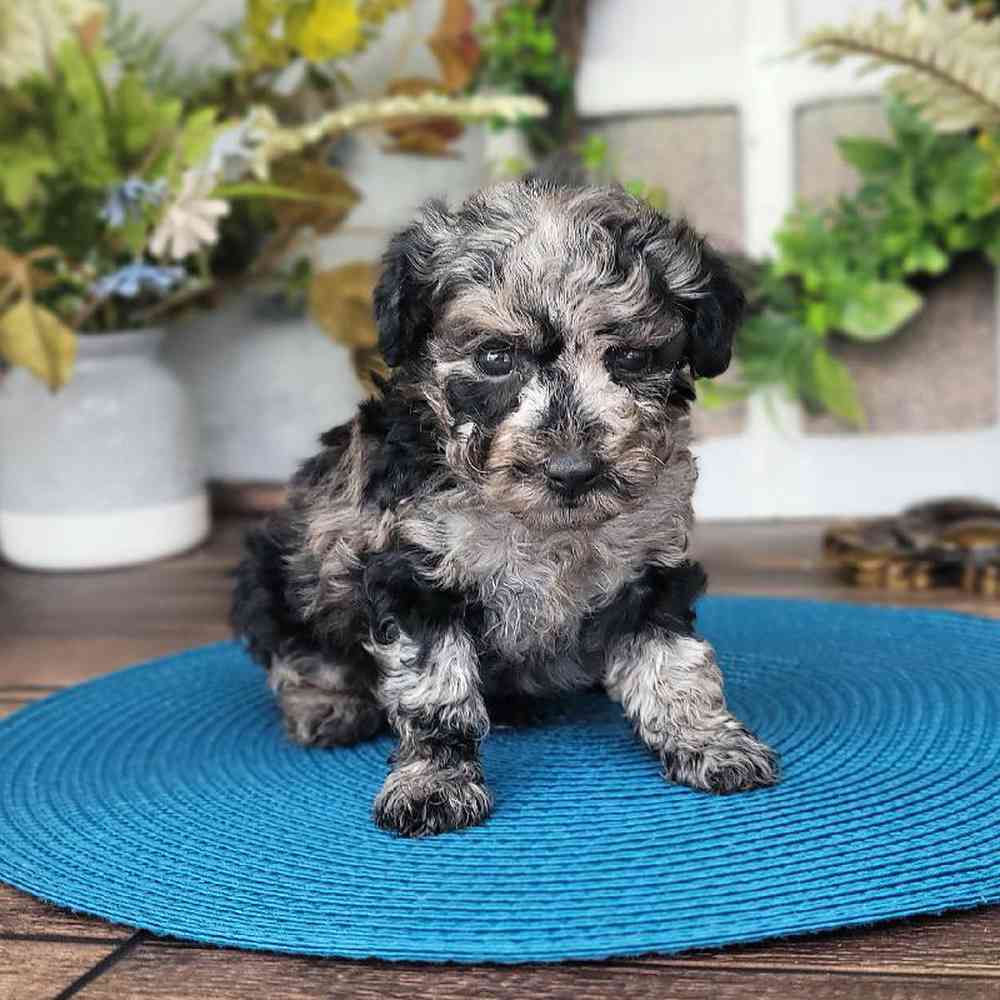 Pomsky mixed hot sale with poodle