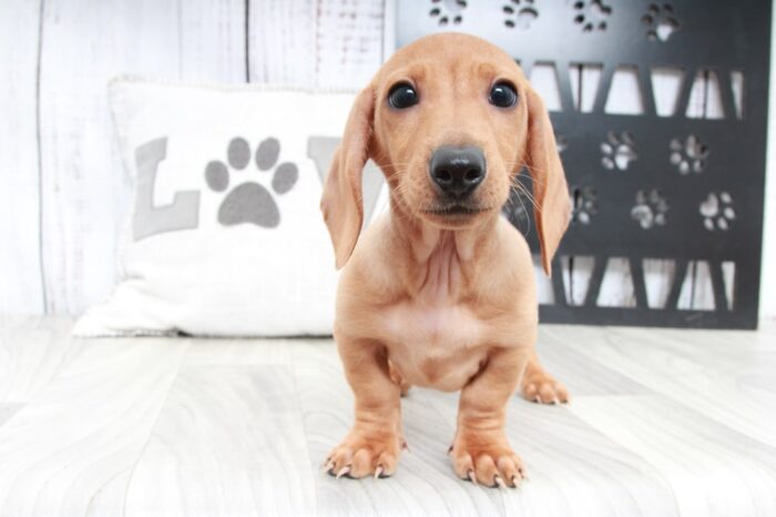 Panko - Handsome ACA Male Dachshund Puppy