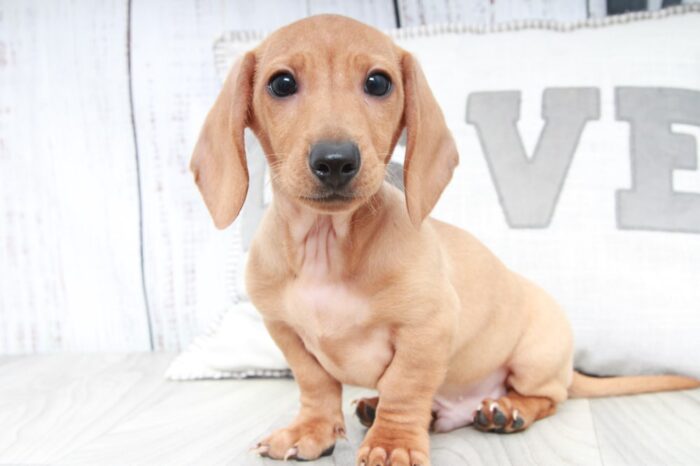 Panko - Handsome ACA Male Dachshund Puppy - Image 2