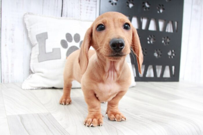 Panko - Handsome ACA Male Dachshund Puppy - Image 4