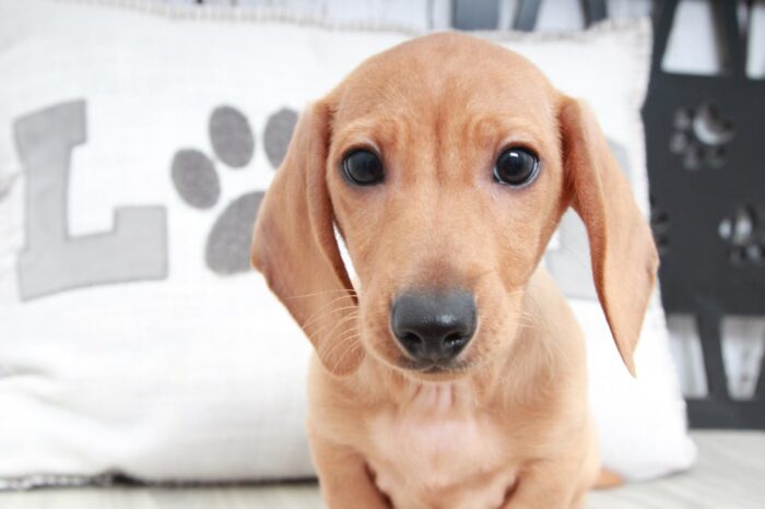 Panko - Handsome ACA Male Dachshund Puppy - Image 3