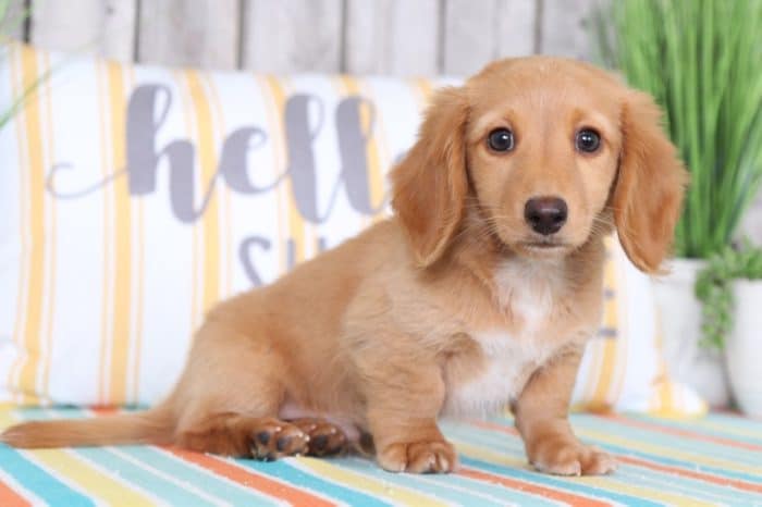 Patrick - Soft Long-haired Dachshund - Image 2