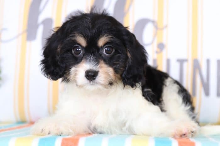 Penelope - Loyal Cavachon - Image 3