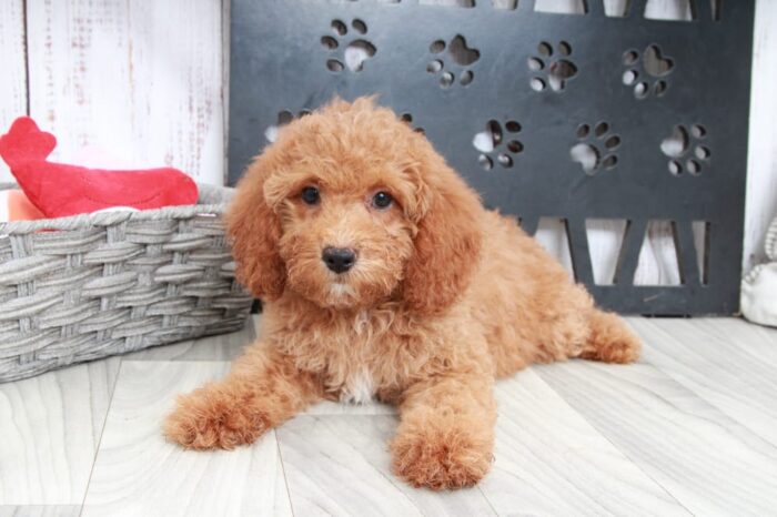 Pepsi - Happy Female Red Mini Goldendoodle Puppy