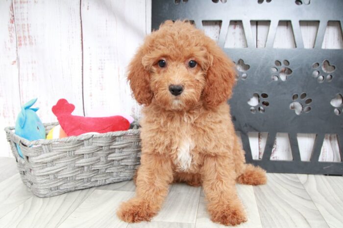 Pepsi - Happy Female Red Mini Goldendoodle Puppy - Image 2