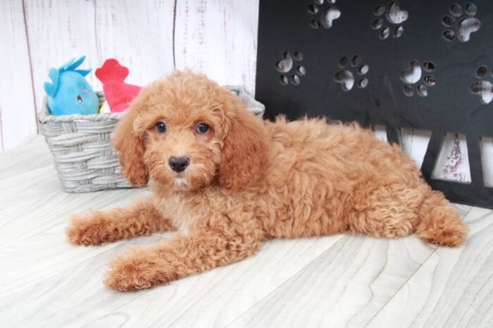 Pepsi - Happy Female Red Mini Goldendoodle Puppy - Image 4