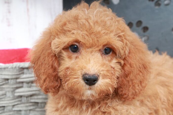 Pepsi - Happy Female Red Mini Goldendoodle Puppy - Image 3