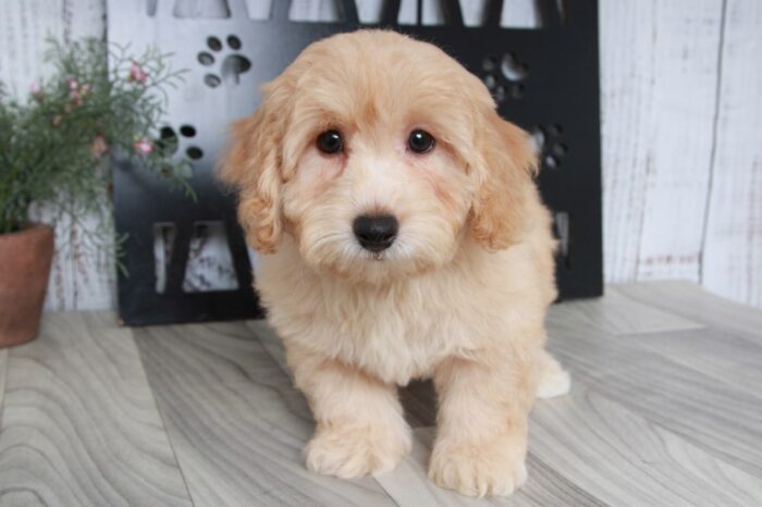 Perry- Gentle Red Male Poochon Puppy - Image 2