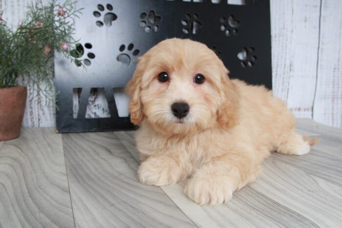 Perry- Gentle Red Male Poochon Puppy