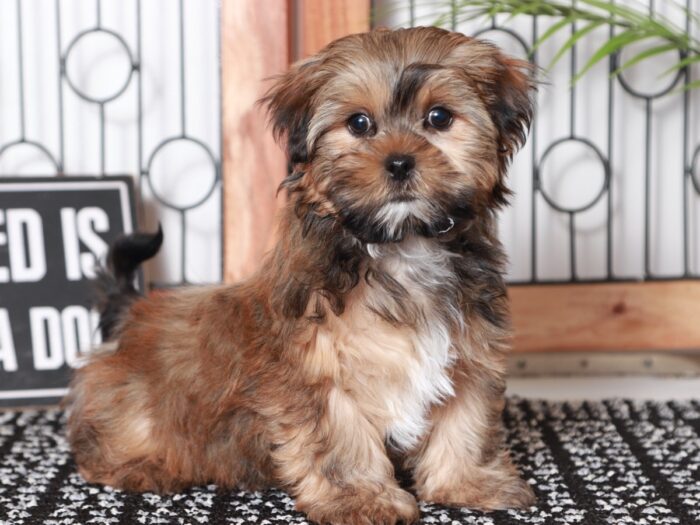 Peter - Dapper Little Brown Male Shorkie Puppy