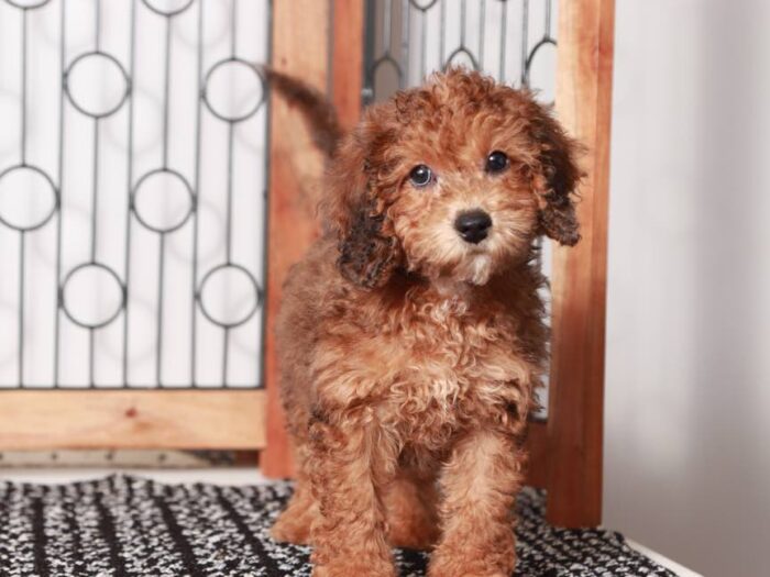 Peter-  Gentle Male Maltipoo Puppy