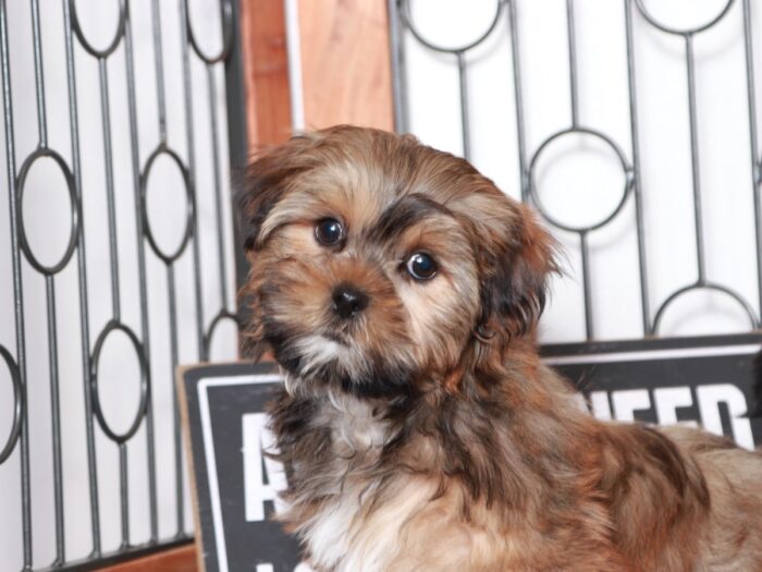 Peter - Dapper Little Brown Male Shorkie Puppy - Image 2