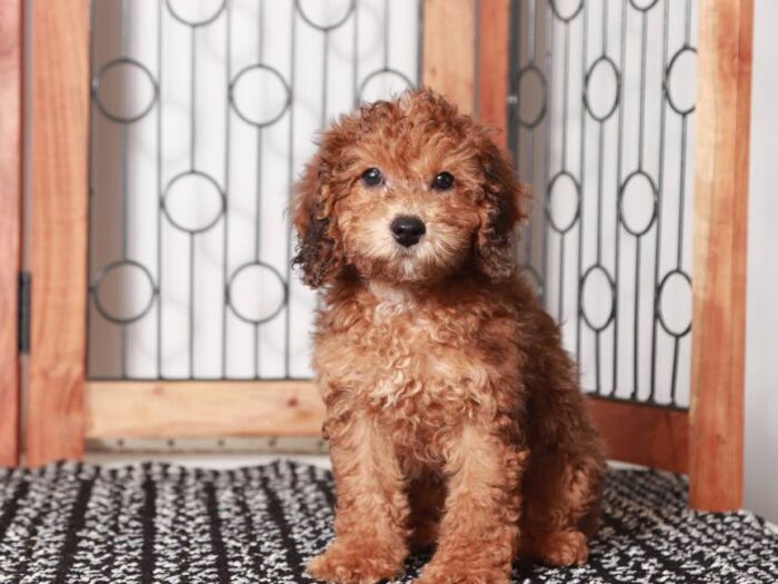 Peter-  Gentle Male Maltipoo Puppy - Image 4