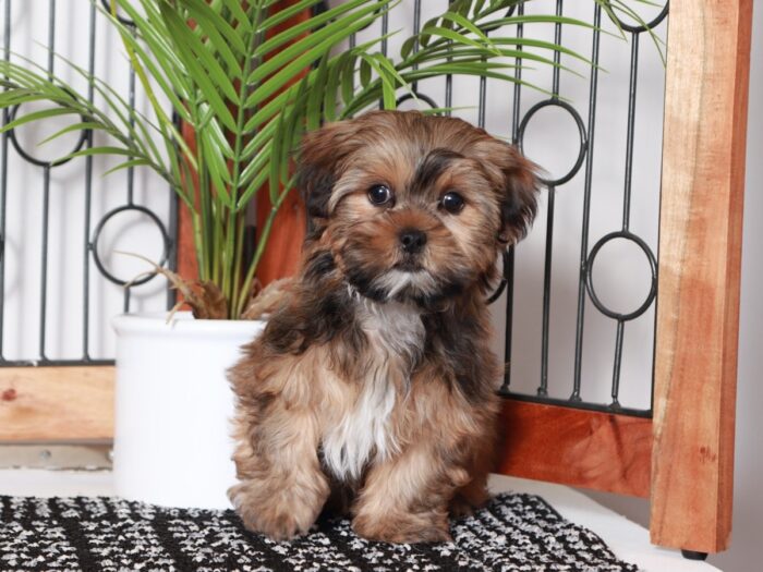 Peter - Dapper Little Brown Male Shorkie Puppy - Image 3