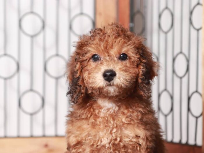 Peter-  Gentle Male Maltipoo Puppy - Image 3