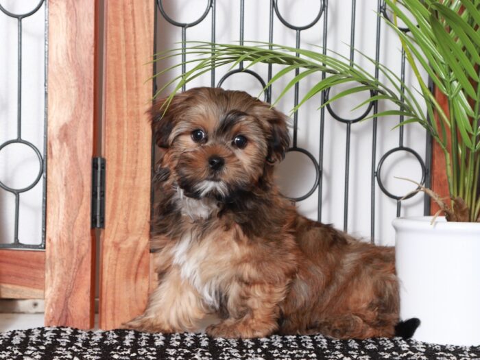 Peter - Dapper Little Brown Male Shorkie Puppy - Image 4