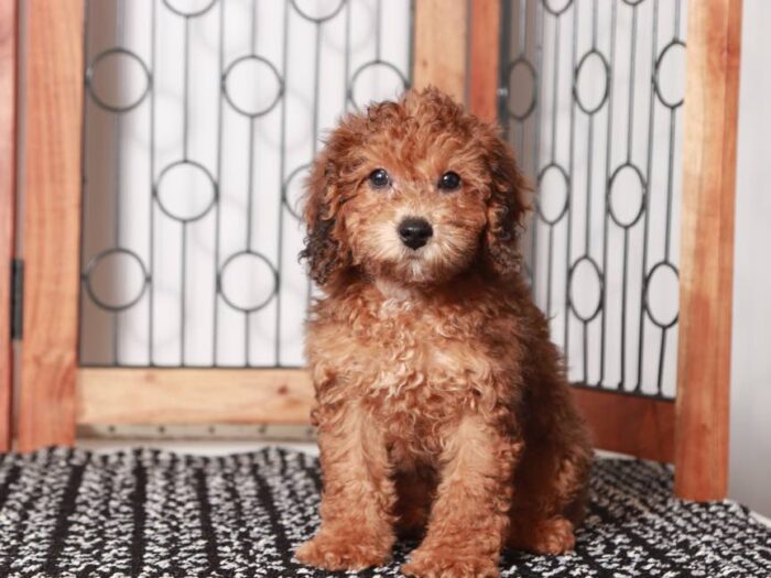 Peter-  Gentle Male Maltipoo Puppy - Image 2