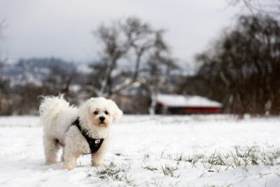 Bichon Frise Dog on a Snow-covered Hil