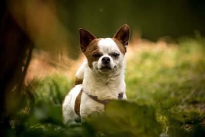 Chihuahua Standing on Grass