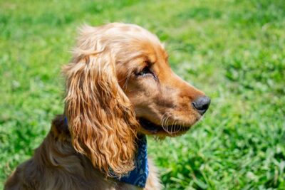 A Cocker Spaniel in Close-up Shot