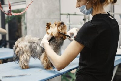 Woman cutting Dog's hair