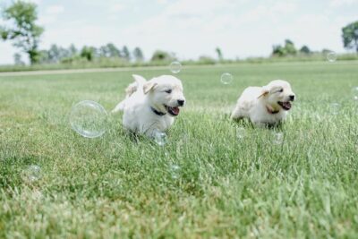 Puppies Playing on Grass