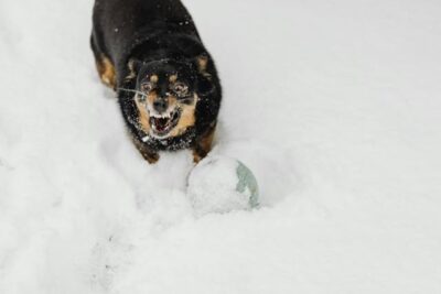 Dog Barking in the Snow