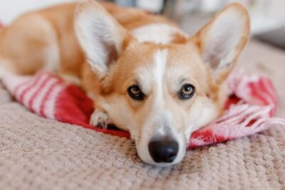 Corgi Lying on Red Blanket