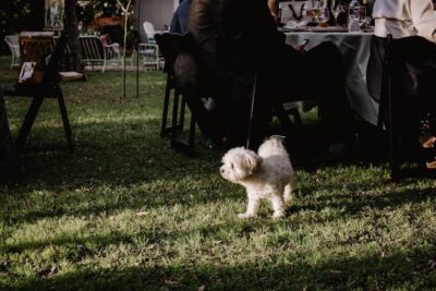 Bichon Frise Dog on Green Grass