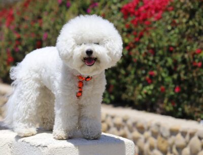 Bichon Frisé on a Concrete Surface