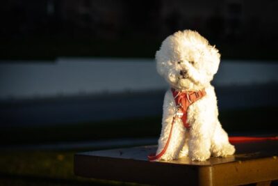 Bichon Frise on a Leash