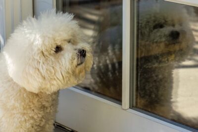 Close-Up Shot of a Bichon Frise