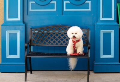 Bichon Frise Sitting on Bench