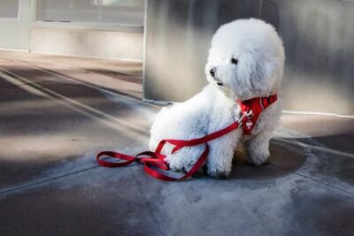 Bichon Frise with Red Leash