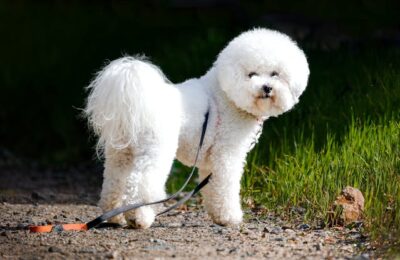 Fluffy Bichon Frise