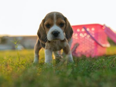 Beagle puppy on grassy meadow