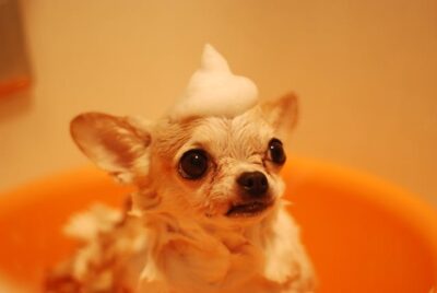 Chihuahua being bathed