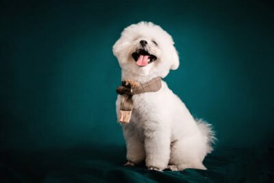 Bichon Frise in a photo studio