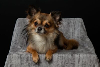 Adult Brown Chihuahua