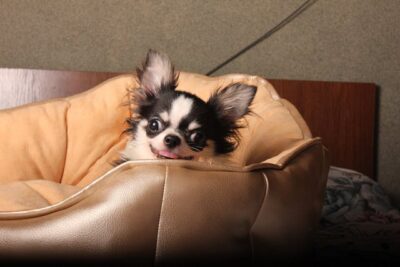 Black Chihuahua on Brown Leather Couch