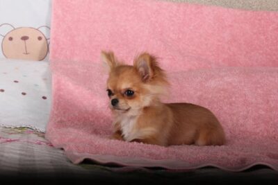 Chihuahua on Pink Textile