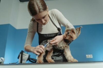 Woman Grooming a Dog
