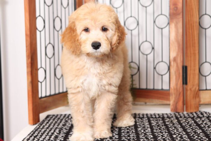 Phillip  - Dashing Male F1B Mini Goldendoodle