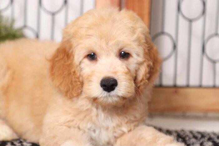 Phillip  - Dashing Male F1B Mini Goldendoodle - Image 2