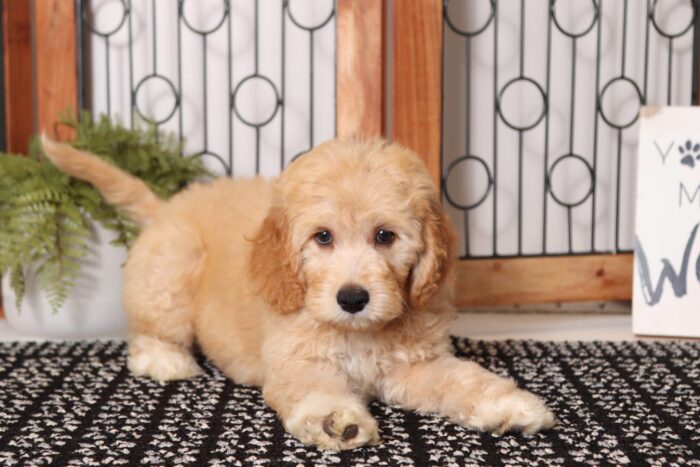 Phillip  - Dashing Male F1B Mini Goldendoodle - Image 3